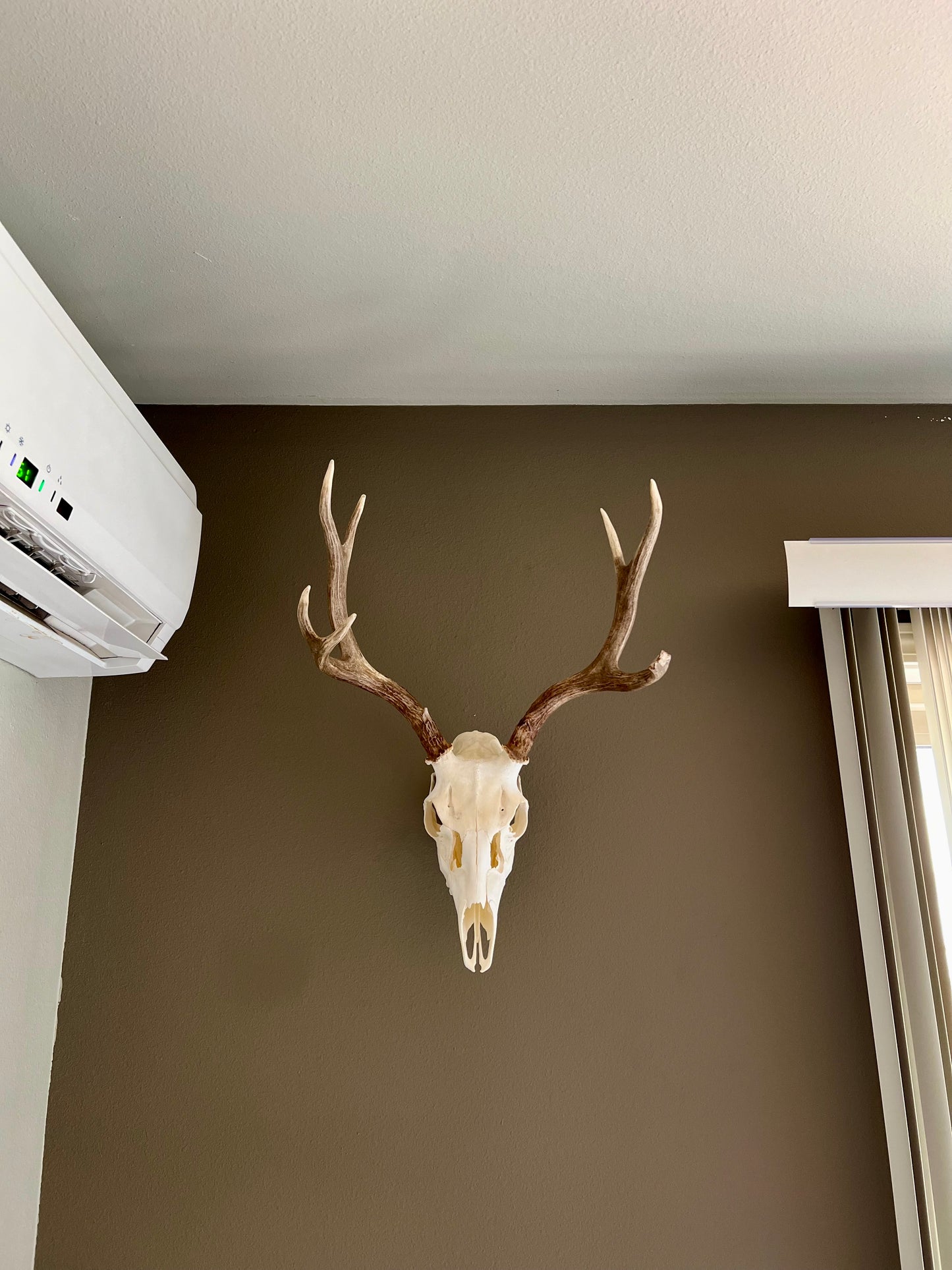 Trophy Buck: Deer/Antelope