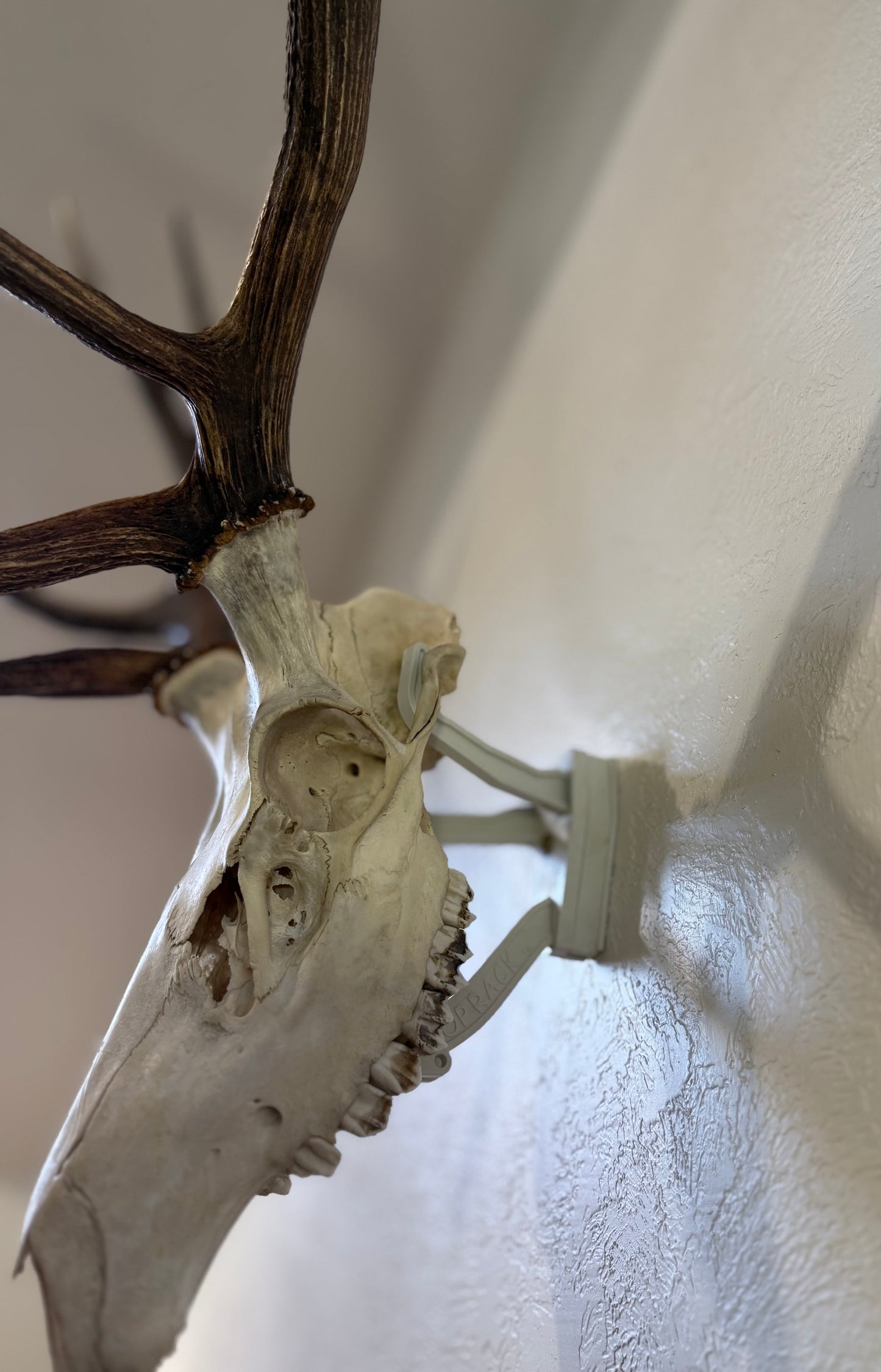 Raging Bull Bone: Elk