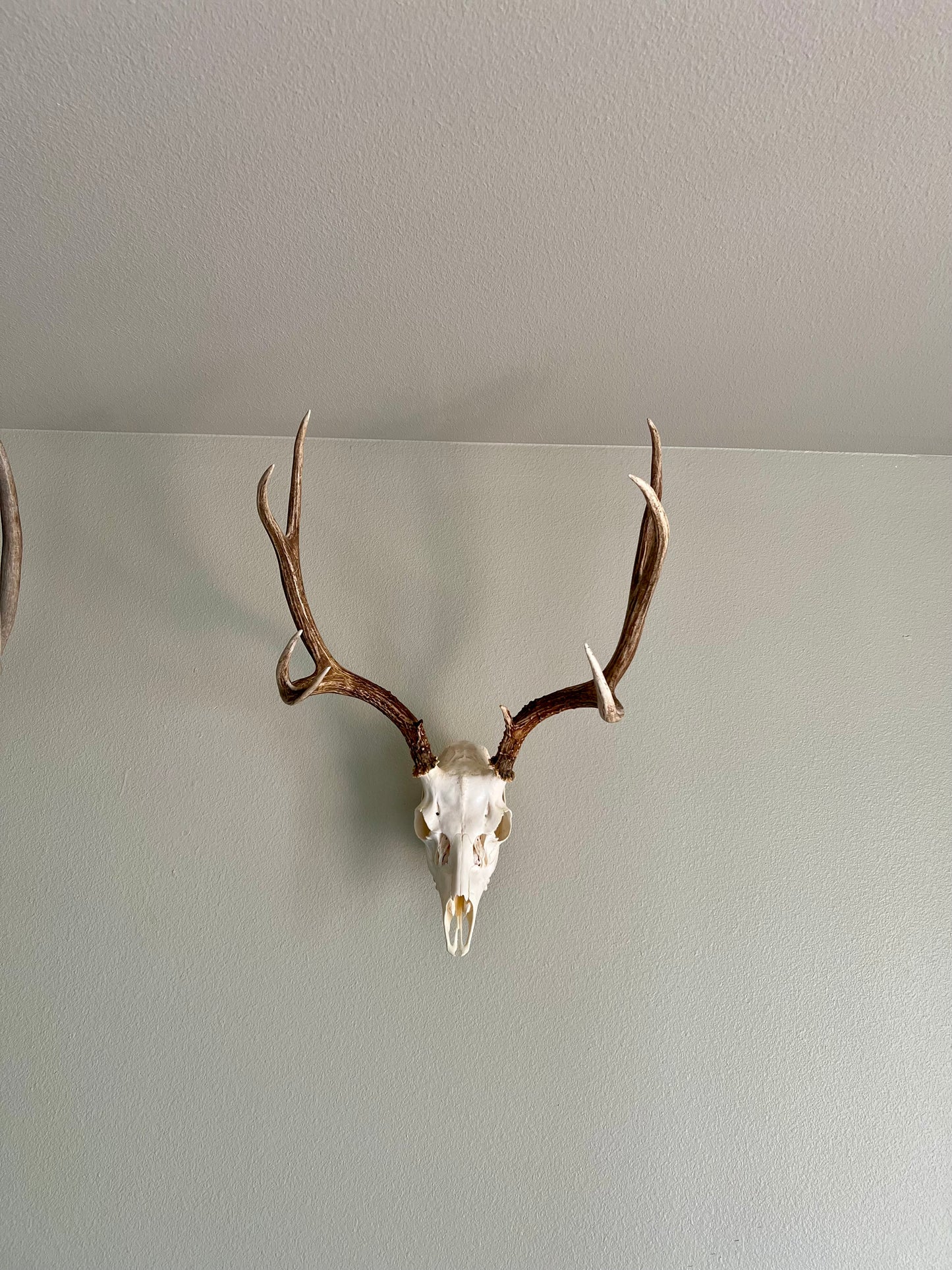 Trophy Buck: Deer/Antelope