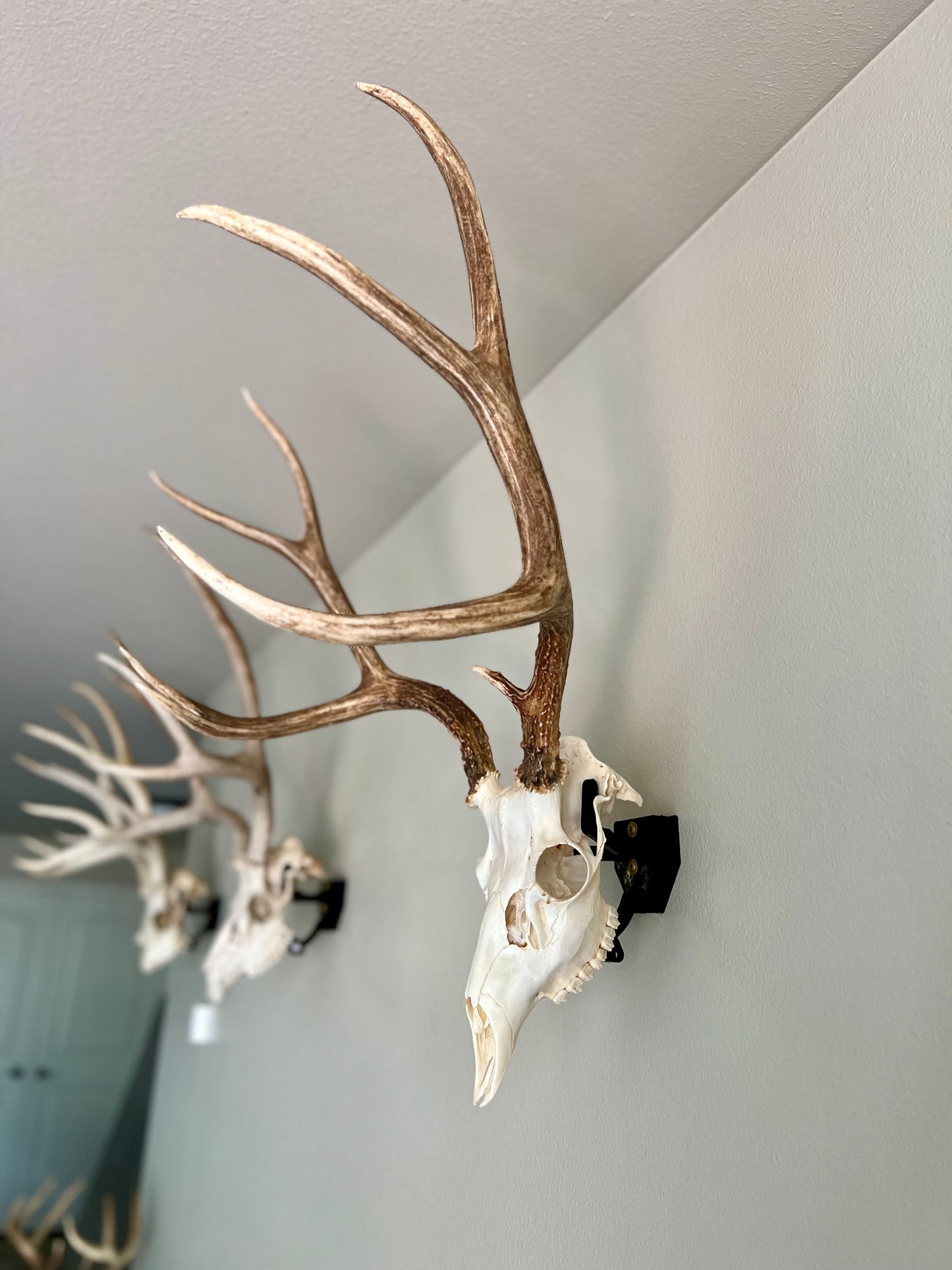 Trophy Buck: Deer/Antelope