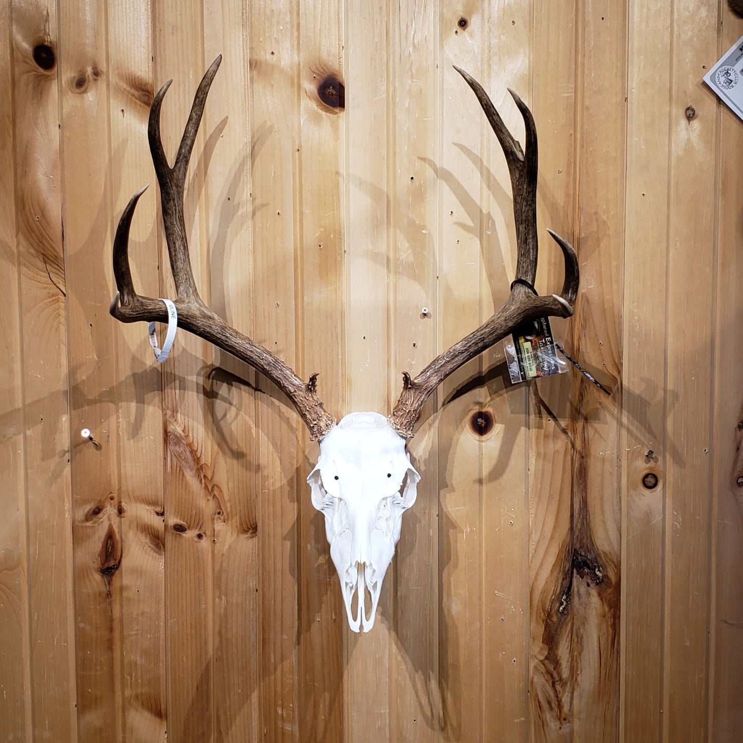 Trophy Buck: Deer/Antelope