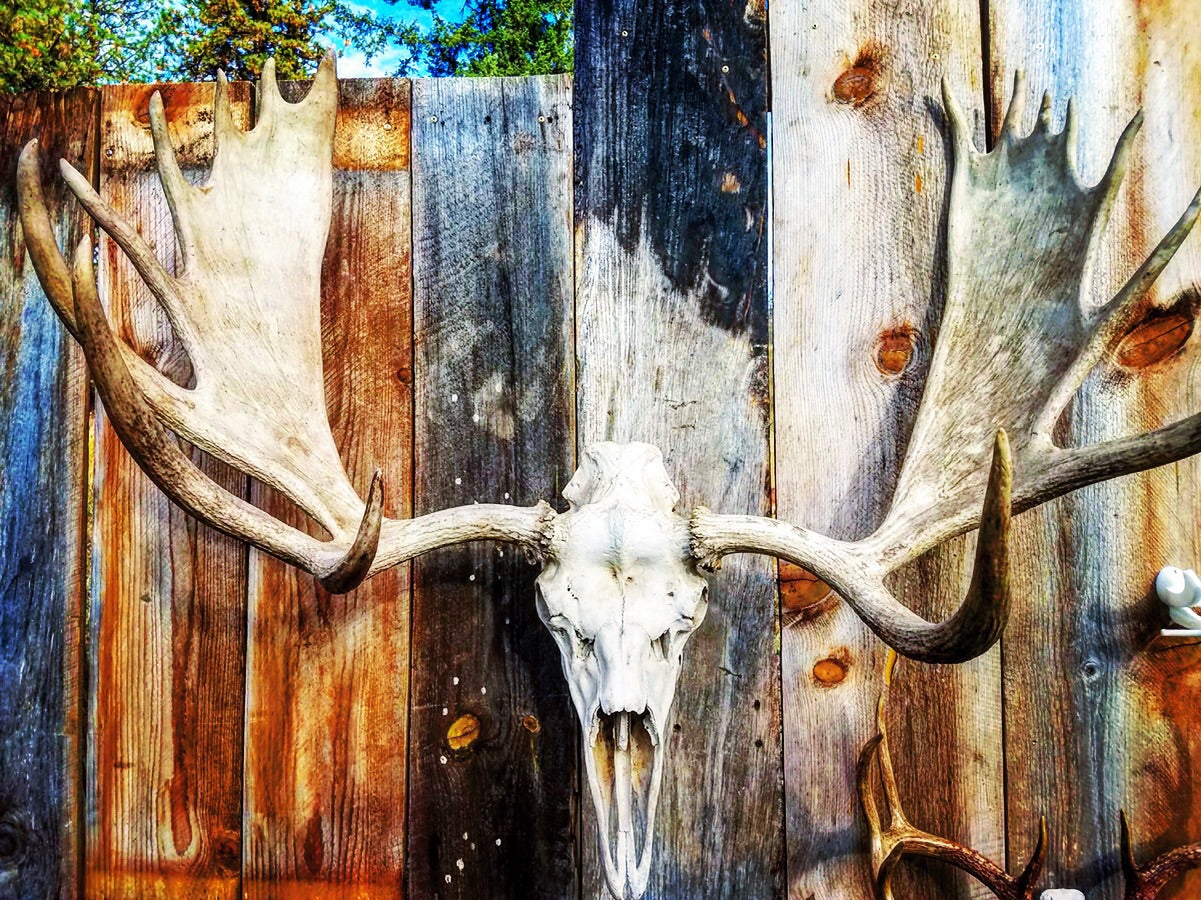 Mammoth: Moose/Longhorn/Buffalo