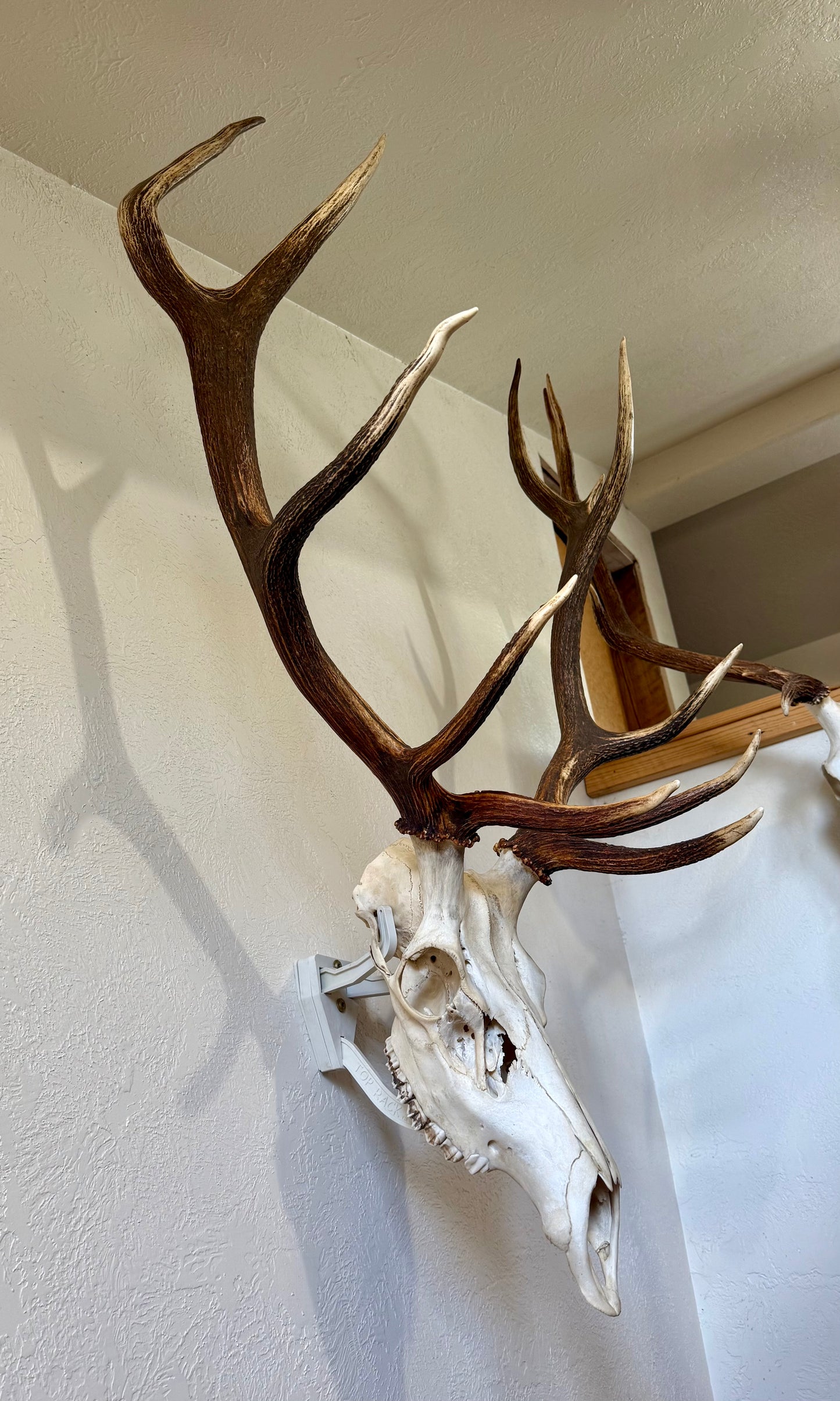 Raging Bull Bone: Elk