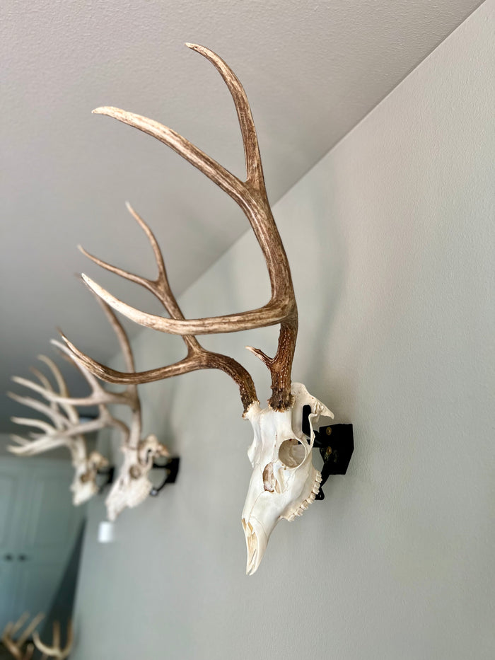 Trophy Buck