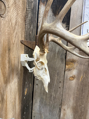 Trophy Buck: Deer/Antelope