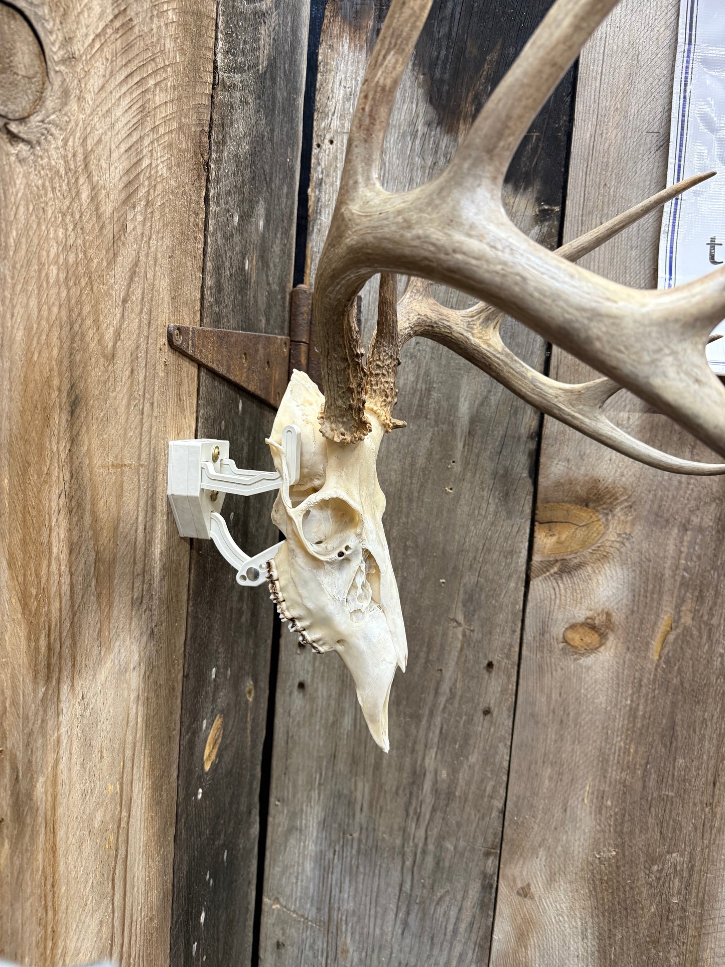 Trophy Buck: Deer/Antelope