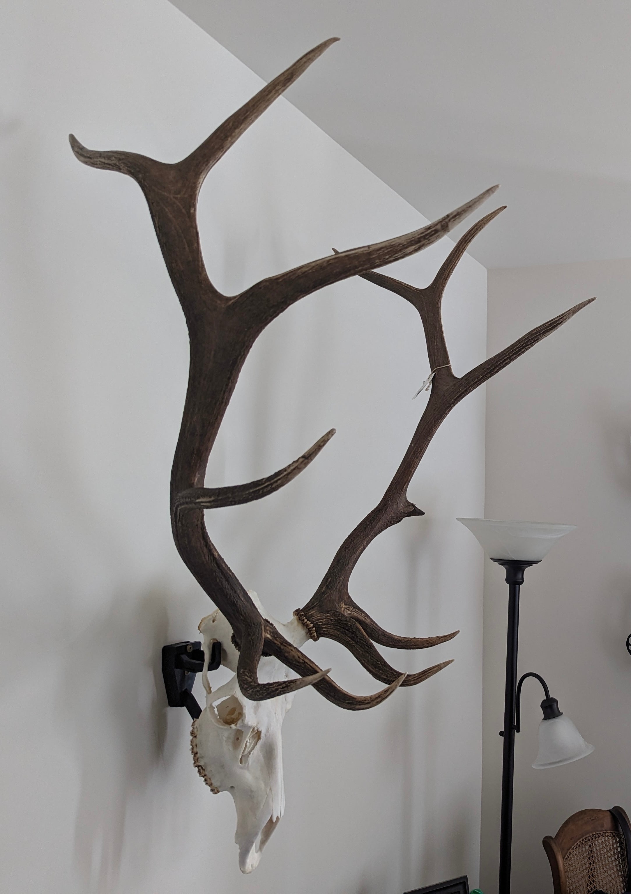 Raging Bull: Elk
