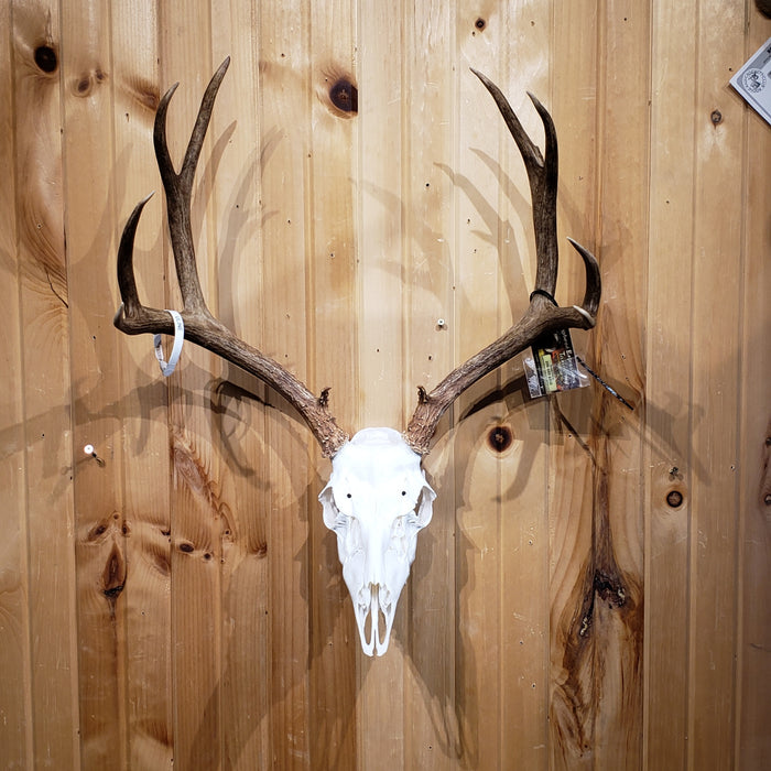 Trophy Buck
